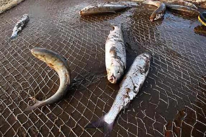 صید ماهی در دریاچه سد زاینده‌رود ممنوع اعلام شد