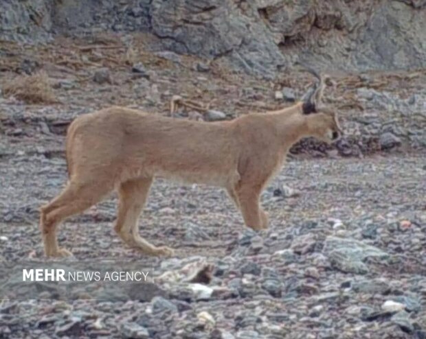 تصویر گونه کمیاب گربه «کاراکال» در عباس آباد نائین ثبت شد؛ نیاز به دوربین‌گذاری گسترده