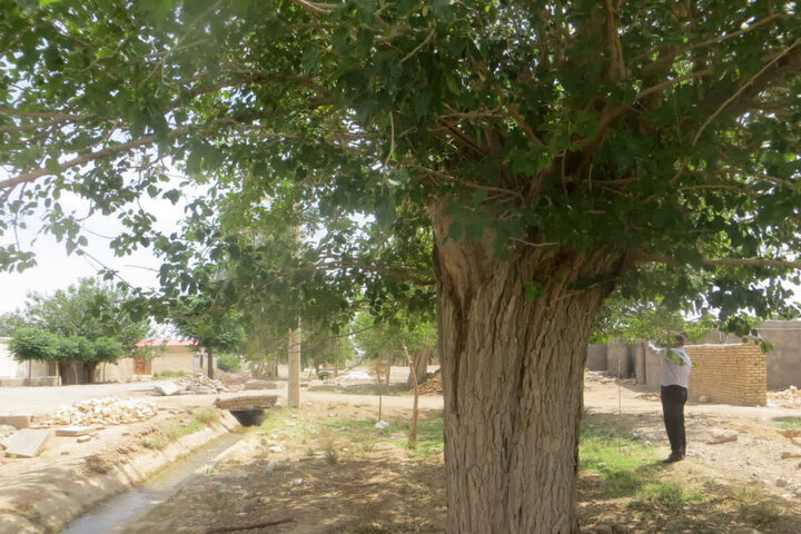 درخت توت کهنسال سرآسیاب نطنز در فهرست آثار ملی طبیعی ایران ثبت شد
